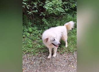 Pyränenberghundmix Tobi