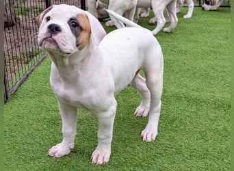 American Bulldog Welpen