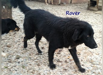Rover 04/2024 (GRC) - ruhiger, geselliger und liebenswerter Junghund!