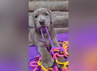 Labrador Aussiedor Welpen  in silber und silber merle aus liebevoller Zucht