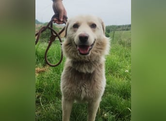 Steven, Retriever Mischling