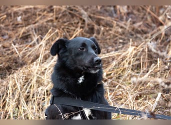 Familienhund Semön sucht ein Zuhause