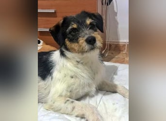 Tobi, charmanter kleiner Knopf, katzen hunde Menschenfreund
