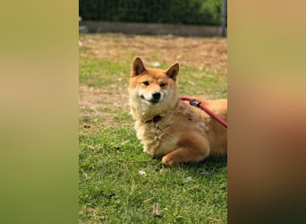 Skyla-Snapszi PP - Liebe Hündin auf der Suche nach ihrem Glück