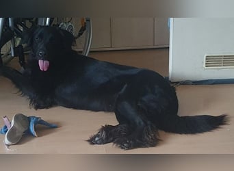 Trulla ist einfach traumhaft