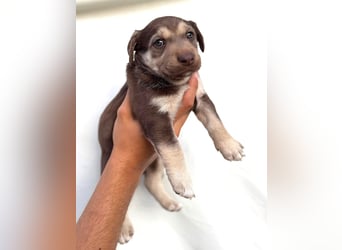 Selma - welpentypisch aktive, verspielte Siberian Husky-Mix Hündin / z.Zt. noch in Rumänien