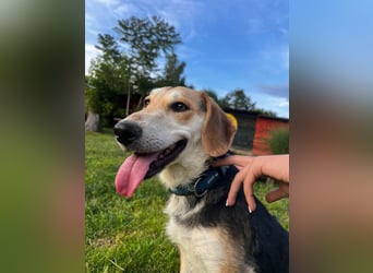 Didi, süße und freundliche Hundedame sucht ein Zuhause