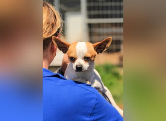 Töltö PP – Chihuahua-Rüde sucht geduldige Menschen mit Herz