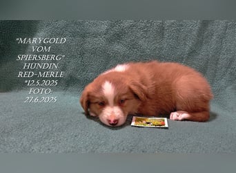 Border Collie-Welpen , black-,choco-,red-white und red-,black-merle