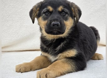 Noel, einer von 7 zauberhaften Hundewelpen die Familie suchen