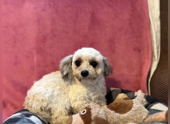 verschmuste Dottie