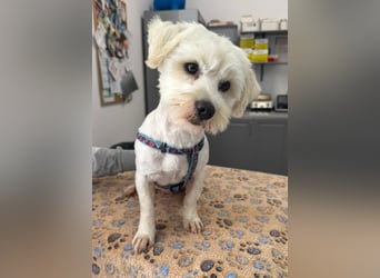 Balou - freundlicher, lieber, katzenverträglicher Bichon Frisé Mix Rüde / z.Zt. noch in Rumänien