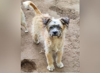 LEO sucht sein Für-Immer-Zuhause 