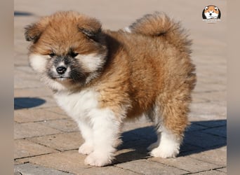 * Akita Inu - Japanische Akita langhaar Welpen, FCI registriert *