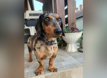 Rocky, geboren 06.2023, 27cm sucht sein Zuhause