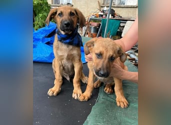 KOREL - bezauberndes Hundekind auf Familiensuche!