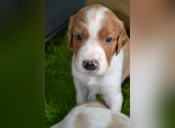 Sportlicher Familienhund - Irish Red and White Setter
