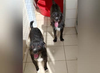 TOMILHO wünscht sich sein Traumkörbchen