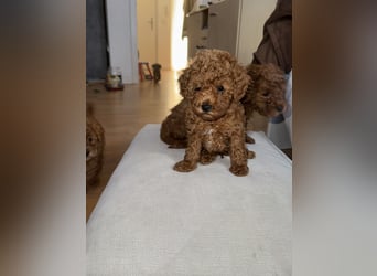 Pudel! Wundervolle Welpen suchen bald ein liebevolles Zuhause!