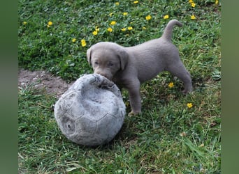 LABRADOR WELPEN Reinrassig mit Ahnentafel - GRAU und BRAUN - Beste Familienzucht