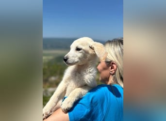 Tucker - Welpengewusel vom Feinsten