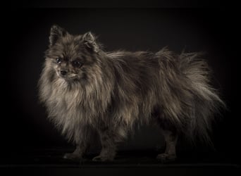 Liebevolle Zwergspitz Pomeranian Zucht