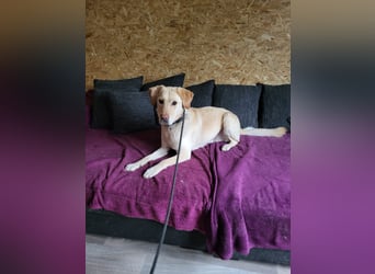 Labrador Golden Retriever Mix 