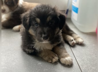 Diese süßen Australian Shepherd Welpen