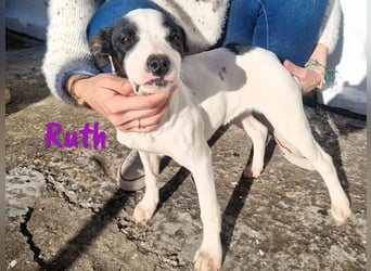 Ruth 10/2024 (ESP Pflegestelle) - sonnige und sanfte, kleine Bodeguero-Mix Welpin!
