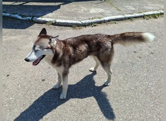 Saphira - liebe, menschenbezogene, aktive Sibirian-Husky-Mix Hündin / z.Zt. noch in Rumänien