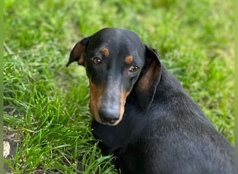 MAGGIE - die lustige Dackeldame möchte mit DIR gemeinsam die Welt entdecken.....