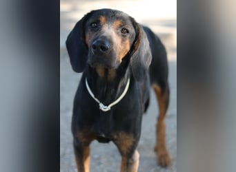 Priska, geb. ca. 08/2021, lebt in GRIECHENLAND, im städt. Tierheim Serres
