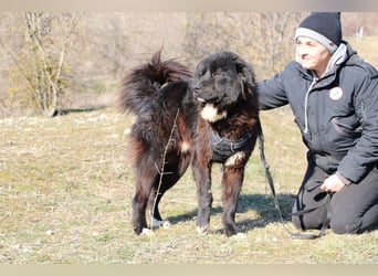 Gnadenplatz gesucht: Phil sucht ein Zuhause voller Liebe und Verständnis