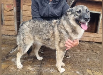 ♥LONKA♥ wunderschöne, schmuse- und liebesbedürftige Hündin mit handlichen 44 cm