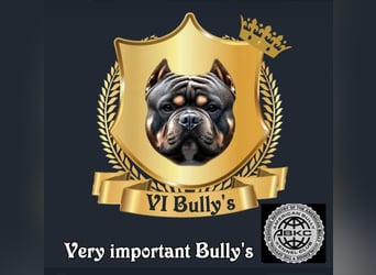 American Pocket Bully