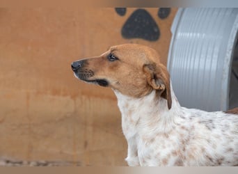 LOLA-Ihr kleines Herz sucht liebevolle Menschen für gemütliche Kuschelstunden und  Spaß bei Sport