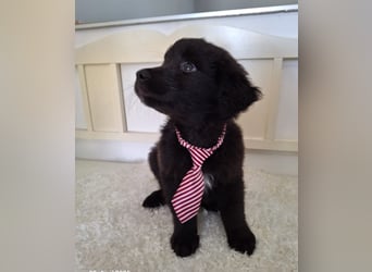 Auszug..Aussiedor F1 Familien und Therapiehund Labrador x Australien Shepherd