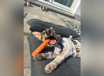 Welpendame CHANEL (auf Pflegestelle in 90453 Nürnberg) sucht ihr Zuhause!