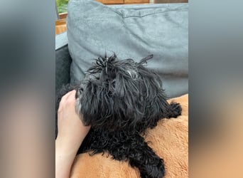 Shih Tzu - Pudelmischlingswelpen abzugeben