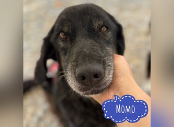 Momo braucht ein liebevolles Zuhause