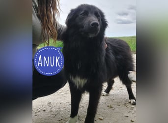 Traumwesen Anuk