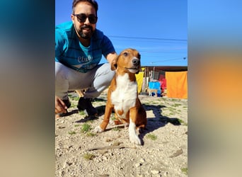 Hundekind JAX sucht seine Herzensmenschen
