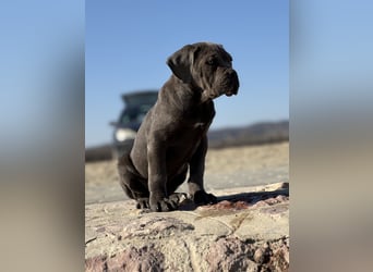 Cane Corso grau  welpen hündin Graue Hündin mit Züchtergarantie EUCH WCh-Linie zu verkaufen