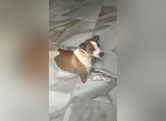 Benny - Vom Berg gerettet - Benny sucht sein Glück