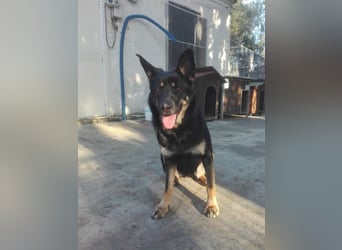 Athena - gibst Du mir eine Chance ?
