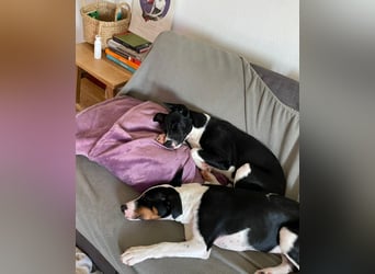 Hutch sucht aktive Familie