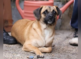 Fely ❤️ junges, liebes Mops-Mädchen