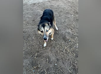 Twyla, sanftes verspieltes Husky Mix Mädchen mit bezaubernden Augen