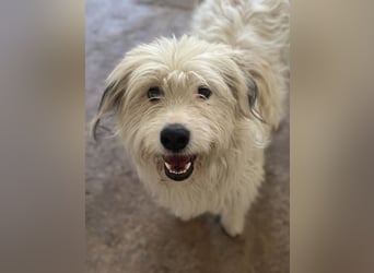Fluffy, geb. ca. 11/2023, lebt in GRIECHENLAND, auf einer privaten Pflegestelle