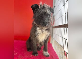 ❤️ gute Hundeseele FICKO - 1,5 Jahre, 35cm - Schnauzer-Mix